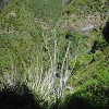 Plants: image 58 Of 208 Thumb